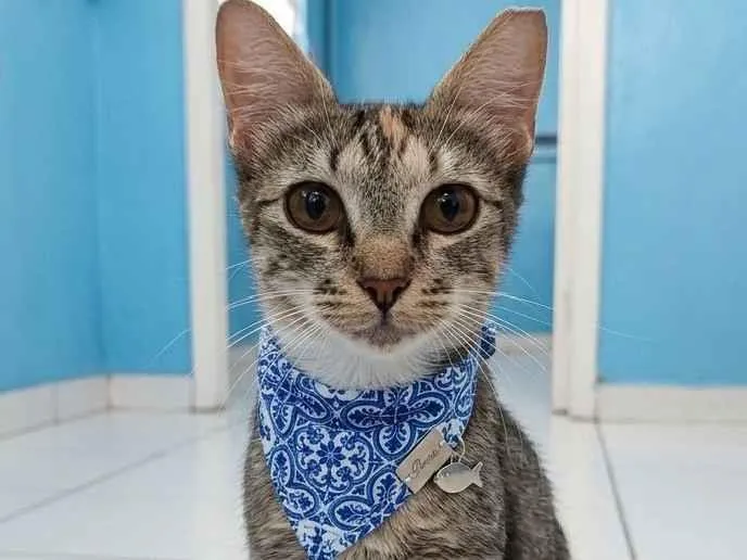 Gato raça SRD-ViraLata idade 7 a 11 meses nome Miranda