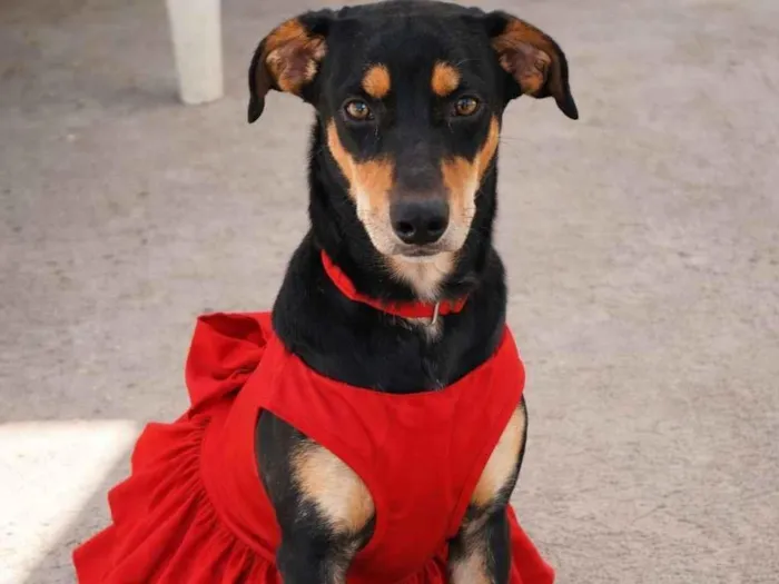 Cachorro raça Rottweiler idade 1 ano nome amora está para doação 