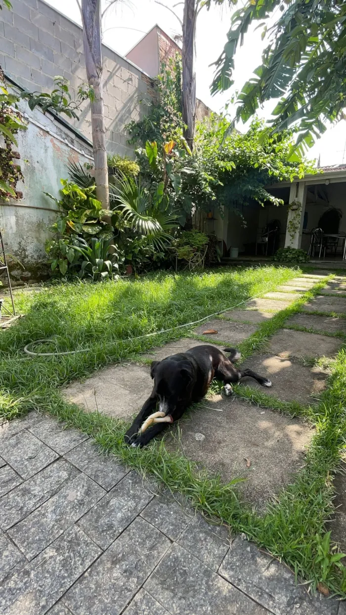 Cachorro raça SRD-ViraLata idade 7 a 11 meses nome Megue
