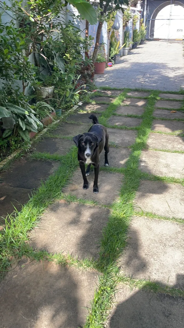 Cachorro raça SRD-ViraLata idade 7 a 11 meses nome Megue