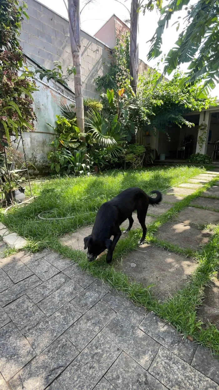 Cachorro raça SRD-ViraLata idade 7 a 11 meses nome Megue