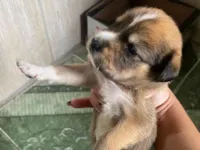 Cachorro raça SRD-ViraLata idade Abaixo de 2 meses nome Estefany 