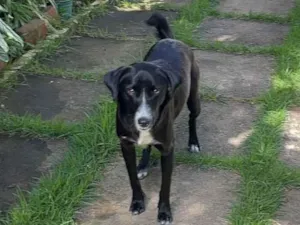 Cachorro raça SRD-ViraLata idade 7 a 11 meses nome Megue