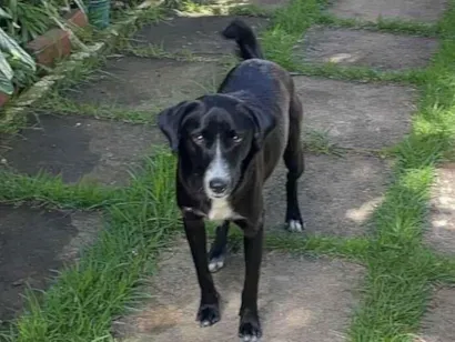 Cachorro raça SRD-ViraLata idade 7 a 11 meses nome Megue