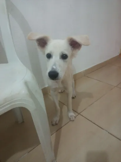 Cachorro raça SRD-ViraLata idade 2 a 6 meses nome Pajé 