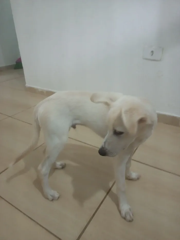 Cachorro raça SRD-ViraLata idade 2 a 6 meses nome Pajé 