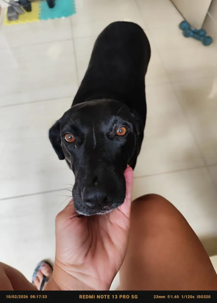 Cachorro raça SRD-ViraLata idade 1 ano nome Nega