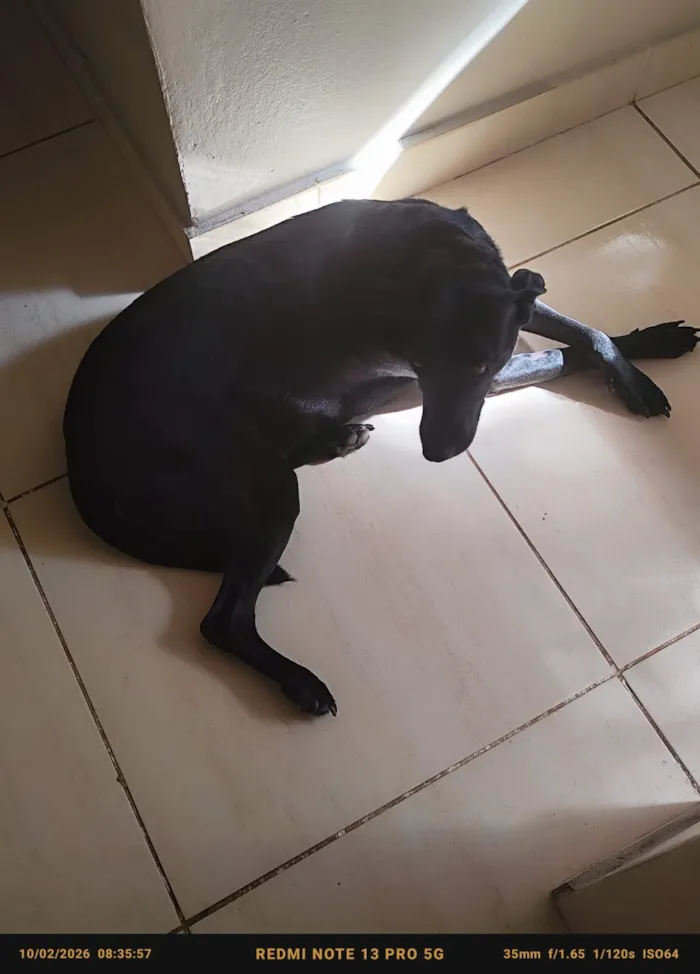 Cachorro raça SRD-ViraLata idade 1 ano nome Nega
