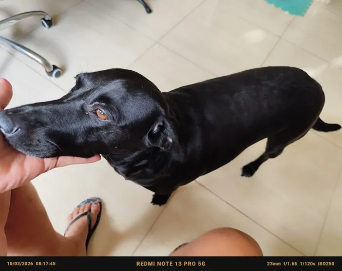 Cachorro raça SRD-ViraLata idade 1 ano nome Nega