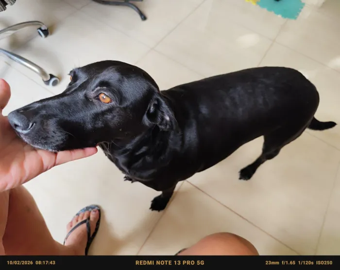 Cachorro raça SRD-ViraLata idade 1 ano nome Nega