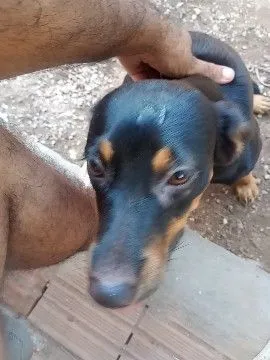 Cachorro raça SRD-ViraLata idade 6 ou mais anos nome otto