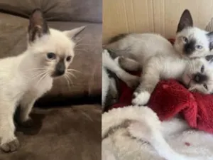 Gato raça SRD-ViraLata idade Abaixo de 2 meses nome Filhotes 