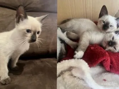 Gato raça SRD-ViraLata idade Abaixo de 2 meses nome Filhotes 