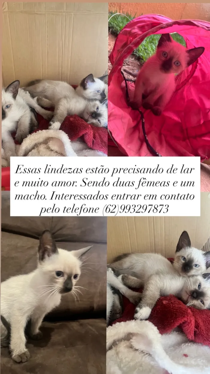 Gato raça SRD-ViraLata idade Abaixo de 2 meses nome Filhotes 