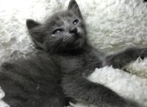 Gato raça Angorá idade 1 ano nome Antony