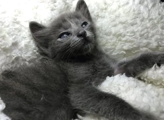 Gato raça Angorá idade 1 ano nome Antony