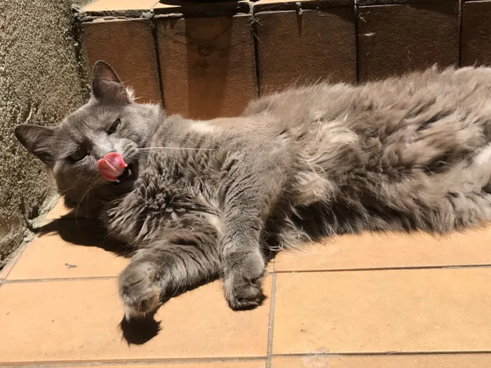 Gato raça Angorá idade 1 ano nome Antony