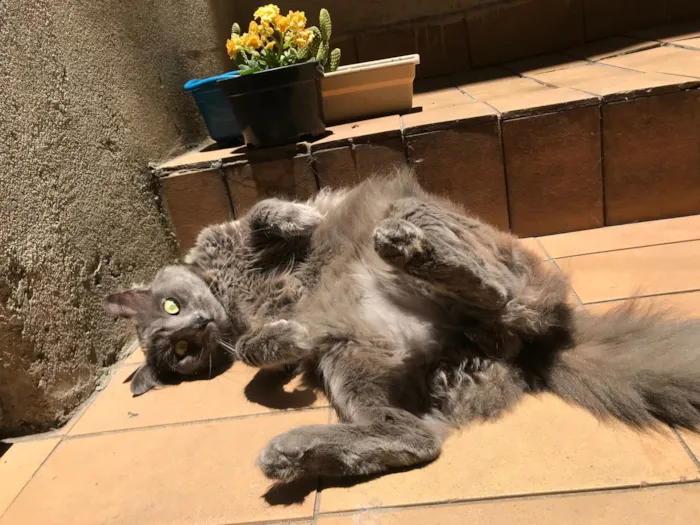 Gato raça Angorá idade 1 ano nome Antony