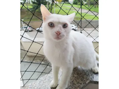 Gato raça SRD-ViraLata idade 2 anos nome Mingau