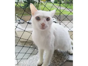 Gato raça SRD-ViraLata idade 2 anos nome Mingau