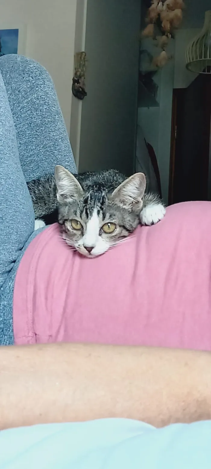 Gato raça SRD-ViraLata idade 2 a 6 meses nome Gatinho Fofo busca um Lar