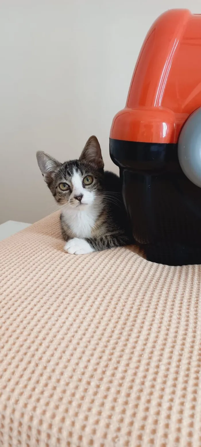 Gato raça SRD-ViraLata idade 2 a 6 meses nome Gatinho Fofo busca um Lar