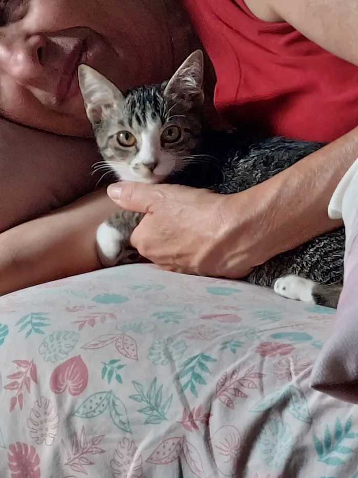 Gato raça SRD-ViraLata idade 2 a 6 meses nome Gatinho Fofo busca um Lar