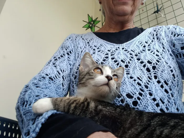 Gato raça SRD-ViraLata idade 2 a 6 meses nome Gatinho Fofo busca um Lar