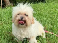 Cachorro raça Shitzu idade 6 ou mais anos nome Belinha 