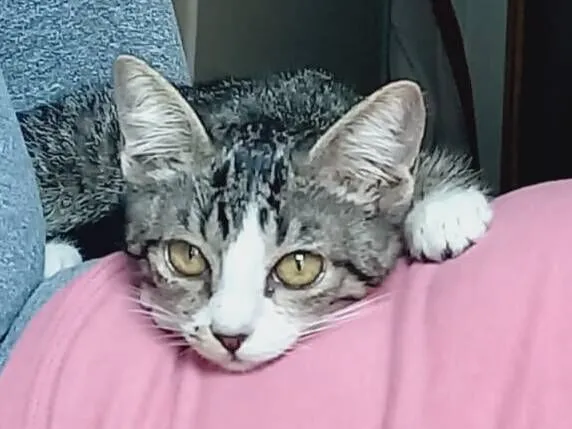 Gato raça SRD-ViraLata idade 2 a 6 meses nome Gatinho Fofo busca um Lar