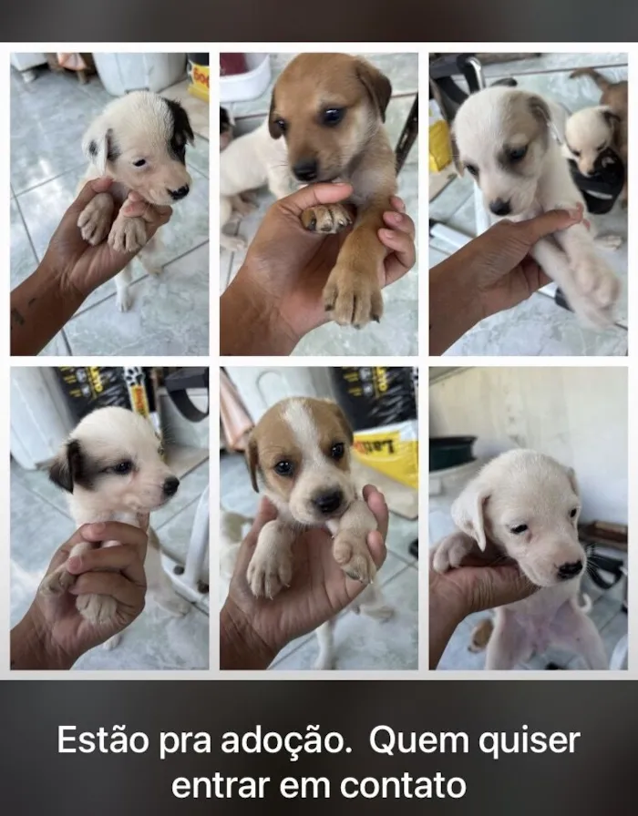 Cachorro raça SRD-ViraLata idade Abaixo de 2 meses nome Sem nome 