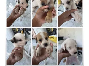 Cachorro raça SRD-ViraLata idade Abaixo de 2 meses nome Sem nome 