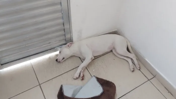 Cachorro raça SRD-ViraLata idade 7 a 11 meses nome Luna