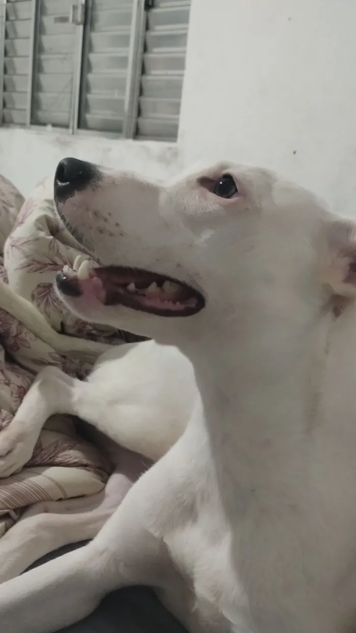 Cachorro raça SRD-ViraLata idade 7 a 11 meses nome Luna