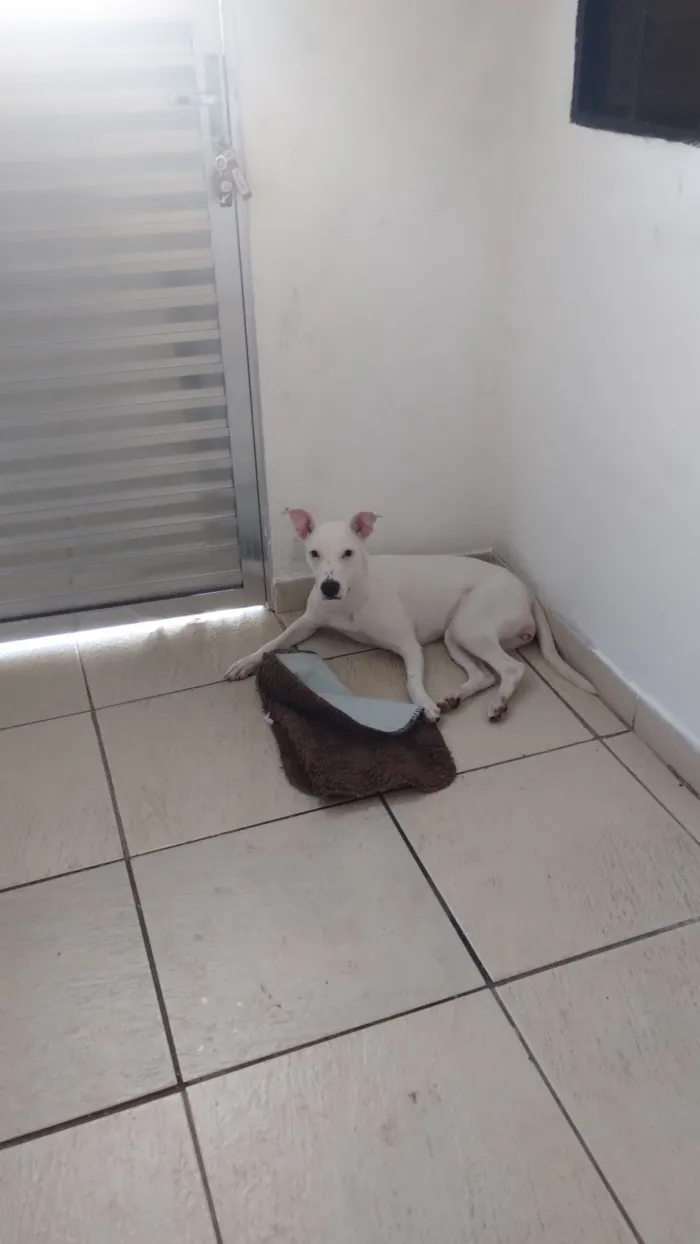 Cachorro raça SRD-ViraLata idade 7 a 11 meses nome Luna