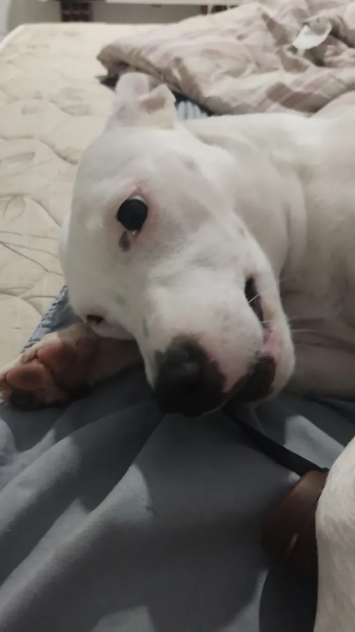 Cachorro raça SRD-ViraLata idade 7 a 11 meses nome Luna