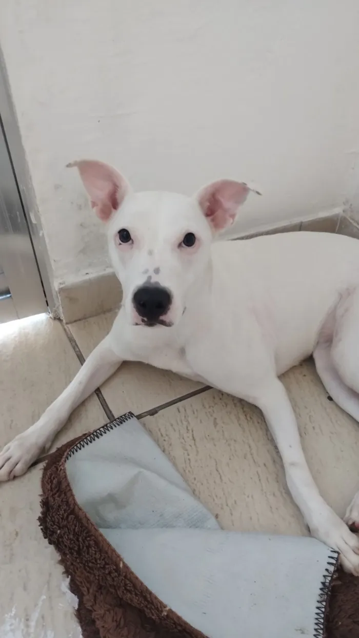 Cachorro raça SRD-ViraLata idade 7 a 11 meses nome Luna