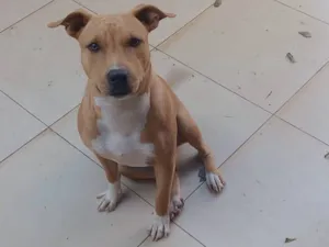 Cachorro raça Pit-Bull idade 1 ano nome Lupita