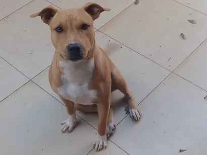 Cachorro raça Pit-Bull idade 1 ano nome Lupita