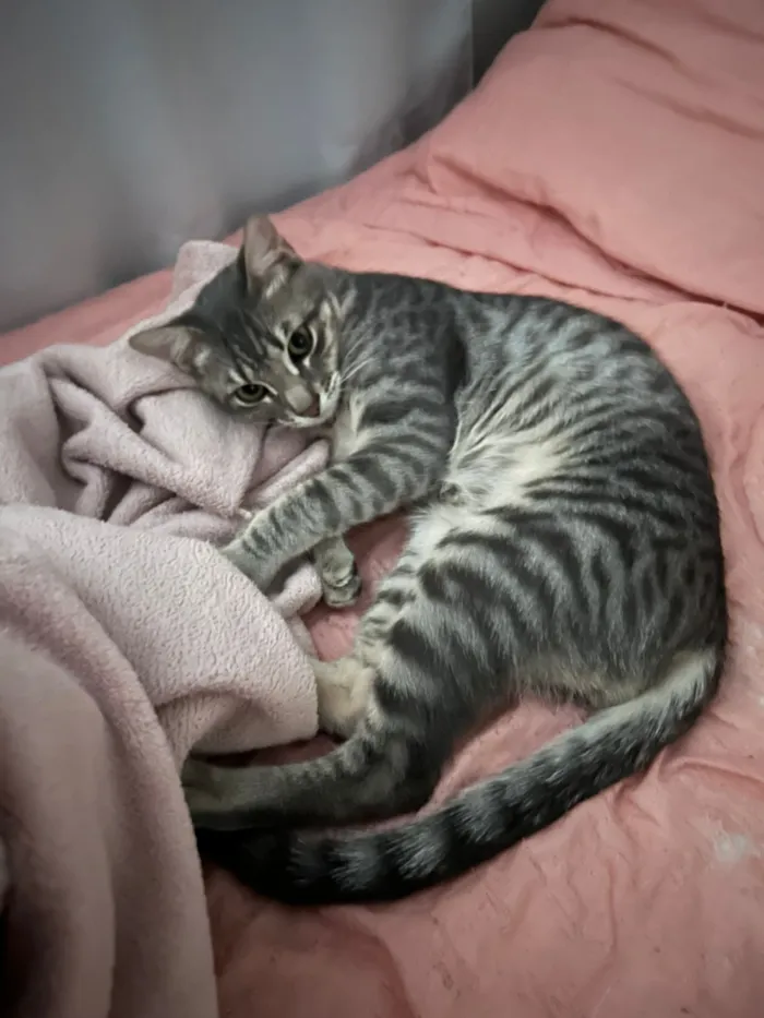 Gato raça SRD-ViraLata idade 7 a 11 meses nome Não tem 