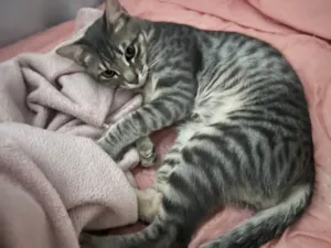 Gato raça SRD-ViraLata idade 7 a 11 meses nome Não tem 