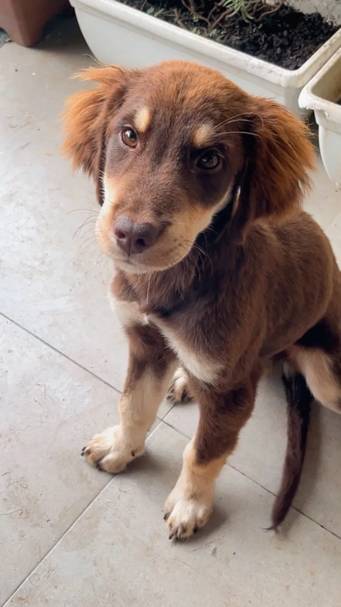 Gato raça SRD-ViraLata idade 2 a 6 meses nome sem nome