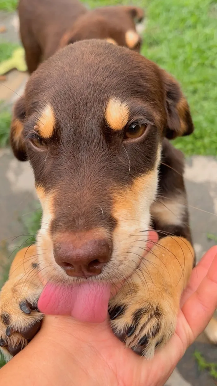 Cachorro raça SRD-ViraLata idade 2 a 6 meses nome sem nome