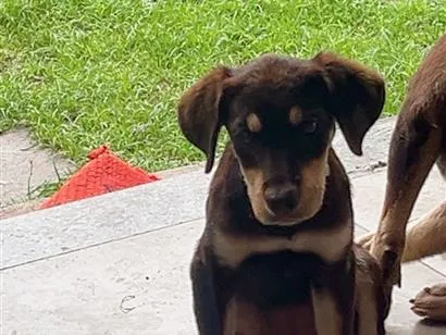 Cachorro raça SRD-ViraLata idade 2 a 6 meses nome sem nome