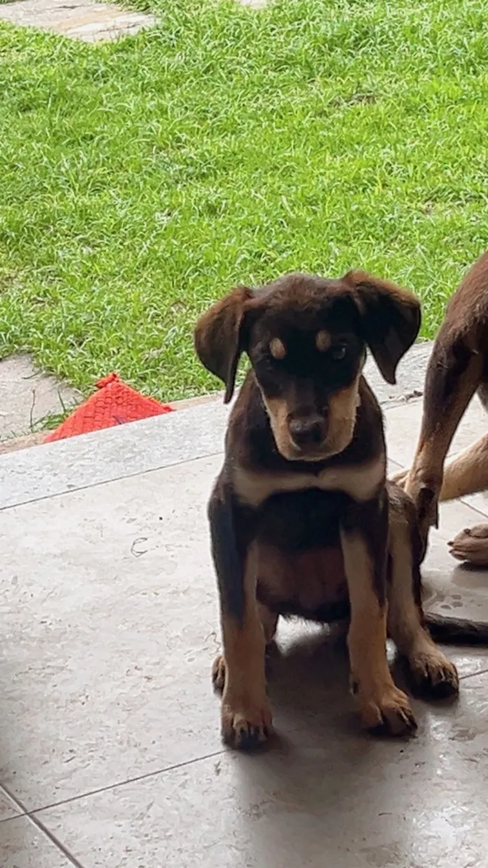 Cachorro raça SRD-ViraLata idade 2 a 6 meses nome sem nome