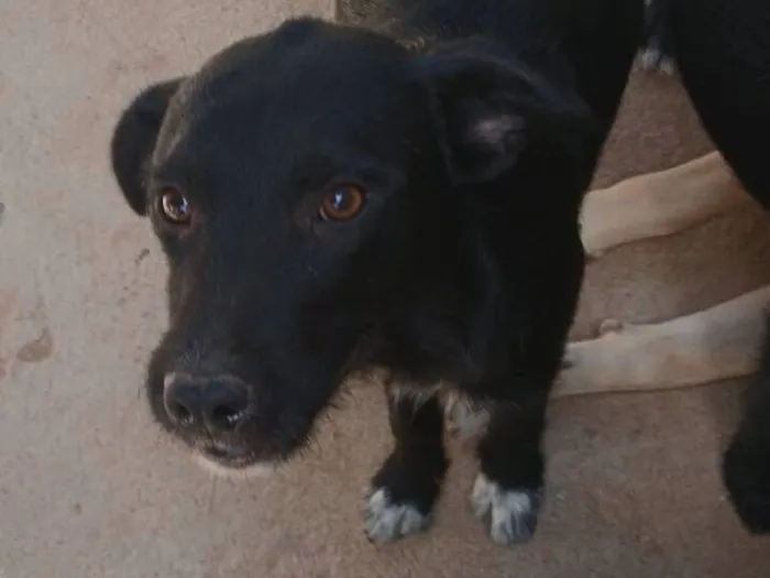 Cachorro raça SRD-ViraLata idade 1 ano nome Kira 