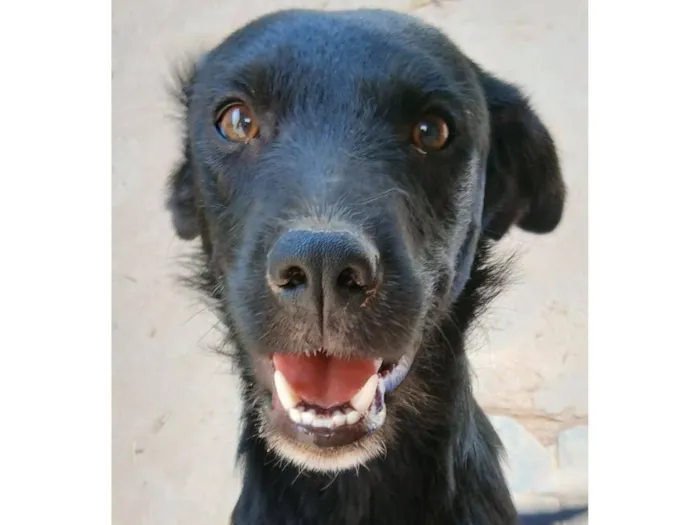 Cachorro raça SRD-ViraLata idade 1 ano nome Kira 