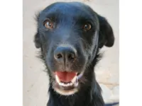 Cachorro raça SRD-ViraLata idade 1 ano nome Kira 