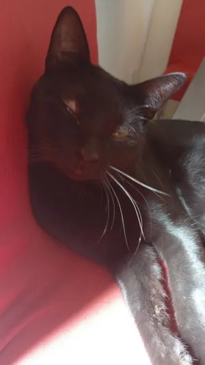 Gato raça SRD-ViraLata idade 1 ano nome tufão 