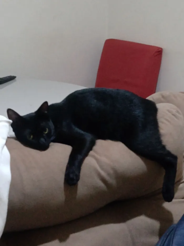 Gato raça SRD-ViraLata idade 1 ano nome tufão 